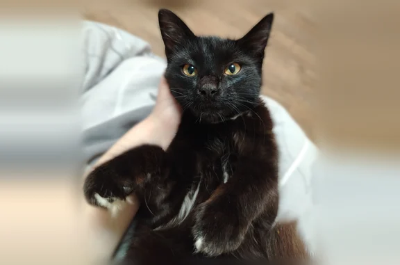 Найденные животные Йошкар-Ола, фото: Найдена кошка, Подольских курсантов, д. 14, Йошкар-Ола — очень тактильная