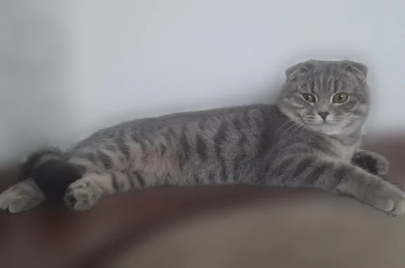 Пропала кошка, Азина, д. 40А, Казань — тёмно-серая с дымкой, вислоухий шотландец - photo