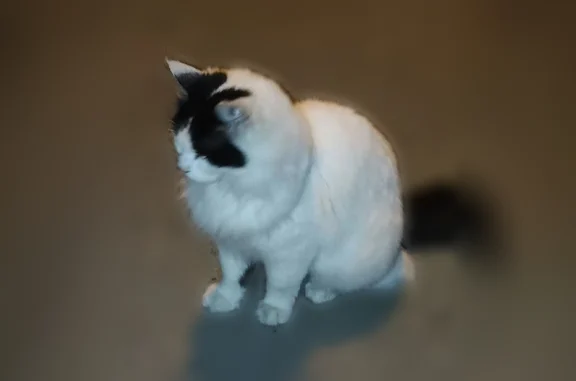 Найдена кошка, Краснодар, фото: Найдена кошка, Краснодар, Северная, д. 267, Краснодар — пушистая, очень ласковая