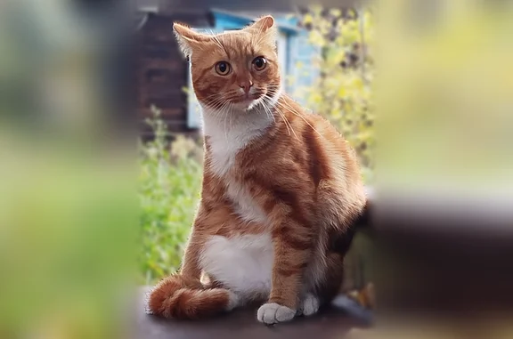 Кошки потеряшки, Новокузнецк, фото: Потеряшка кошка, Зыряновская, Новокузнецк — очень ласковая, глаза ярко медного цвета