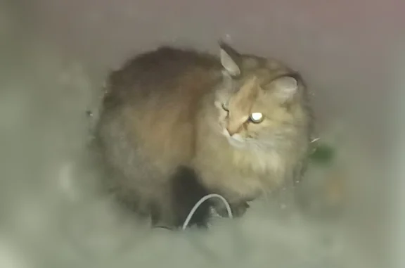 Объявления о пропавших и найденных животных, Балашиха, фото: Найдена кошка, Ленина, Балашиха — пушистая, рыжая