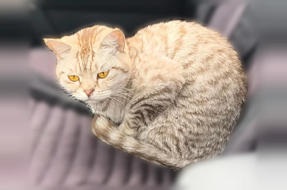 Найдена кошка, Улан-Удэ, фото: Найдена кошка, Левый берег, СНТ Коммунальник, 3-я улица, возле дома 160, Улан-Удэ — домашняя, серый окрас