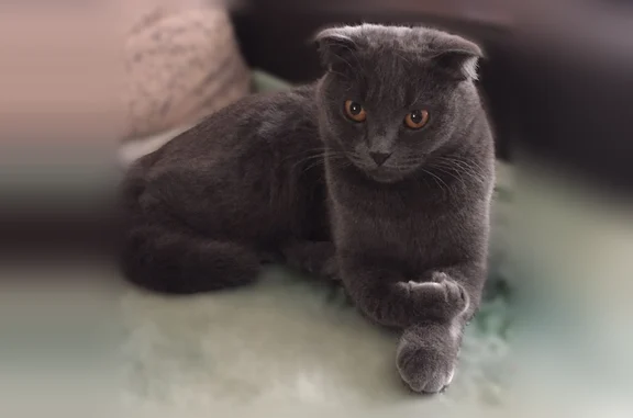 Пропала кошка, Иркутск, Цимлянская, д. 17 — шотландка вислоухая, 9 лет - photo