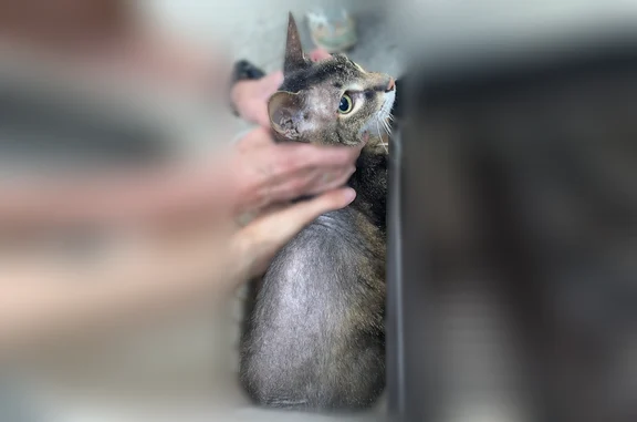 Объявления о пропавших и найденных животных, Екатеринбург, фото: Найдена кошка, Екатеринбург, Владимира Высоцкого, д. 22 — камышовый кот, возможно метис сфинкса