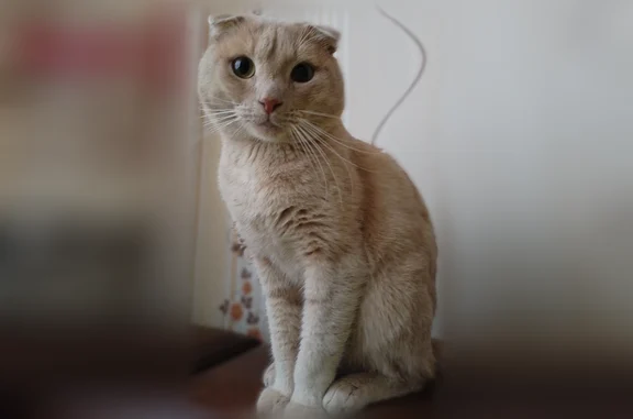 Пропала кошка, Набережные Челны — рыжий вислоухий кот - photo
