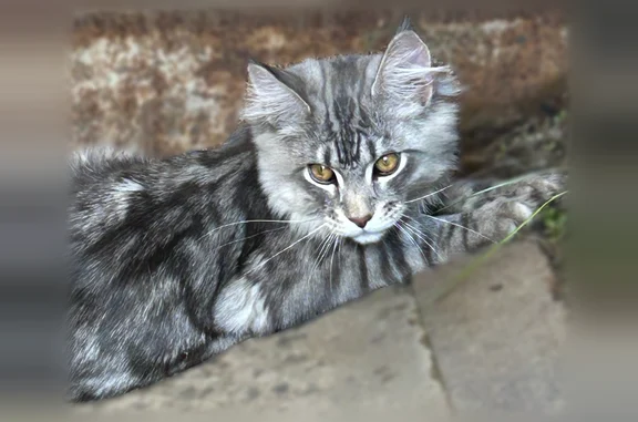 Пропала кошка, Тулун, Черняховского, д. 41 — серый мейн-кун - photo