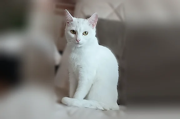 Объявления о пропавших и найденных животных, Карасук, фото: Пропала кошка, Карасук, Тургенева, д. 8, Карасук — белая с зелёными глазами, тёмные точки на лбу