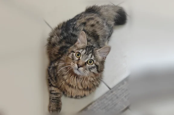 Пропала кошка, Барнаул, Малахова, д. 1, Барнаул — котику 11 месяцев - photo