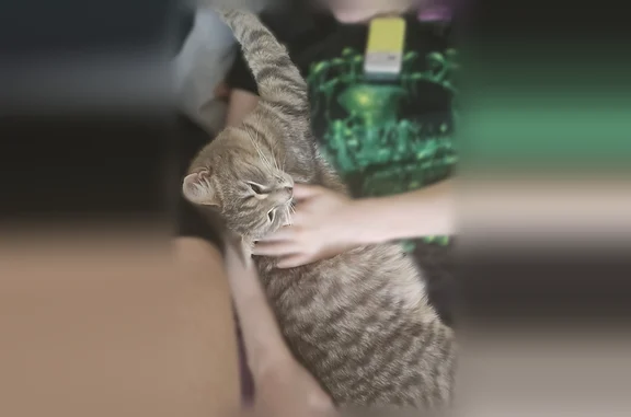 Пропала кошка, Рабочий поселок Кольцово, Кольцово — отзывается на цокующие звуки, есть клеймо - photo
