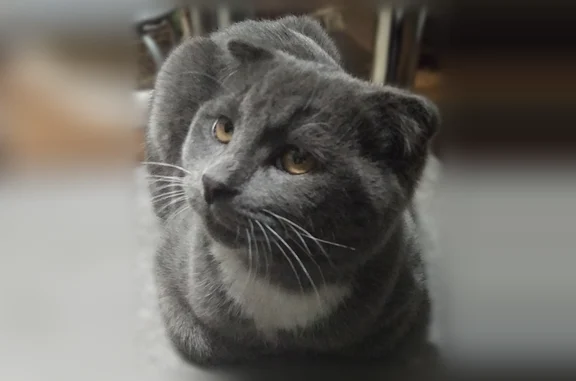 Пропала кошка, Строитель, Мичурина, Строитель — частично белые лапки - photo