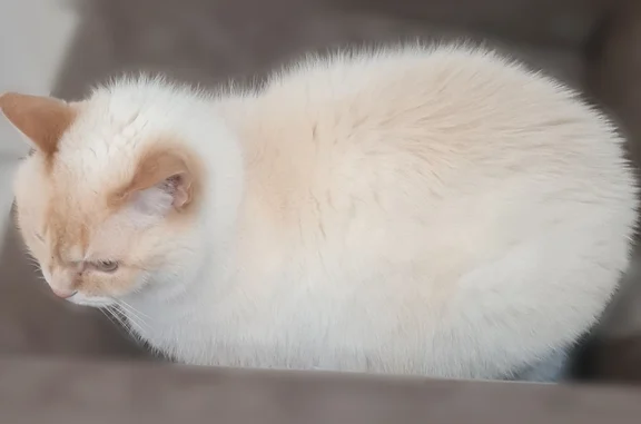 Кошки потеряшки, Стулово, фото: Потеряшка кошка, Деревня Стулово, Полевая, д. 12Г, Стулово — белый с персиковым отливом, 14 лет