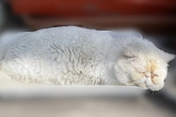 Пропала кошка, Район Ленинский (г Новосибирск), 2-й Амурский, д. 26, Новосибирск — экзотический короткошерстный котик - photo