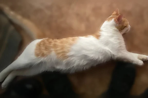 Пропала кошка, Давлеканово - photo