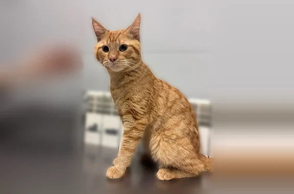 Найденные животные Кемерово, фото: Найдена кошка, Кемерово, Ворошилова, д. 19А — пострадала от собак, жила в районе КемГИК
