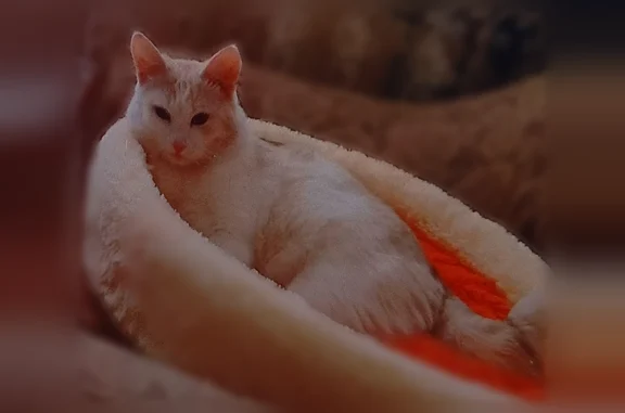 Пропала кошка, Район Заводский (г Новокузнецк), Тореза, д. 24А, Новокузнецк — молодой кот, жёлтые глаза, кривой кончик хвоста - photo