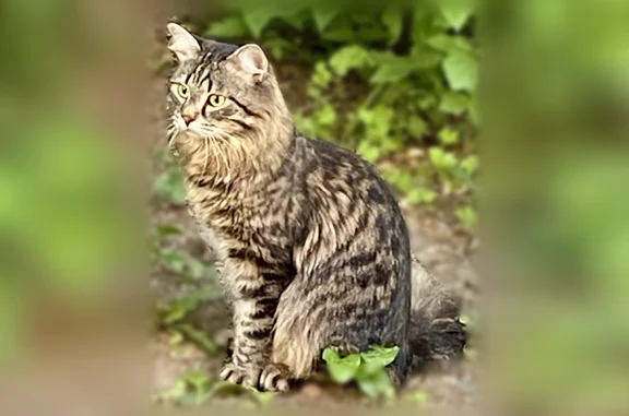 Объявления о пропавших и найденных животных, Нижний Тагил, фото: Найдена кошка, Константина Пылаева, Нижний Тагил — очень пушистая, особенно хвост, ласковая