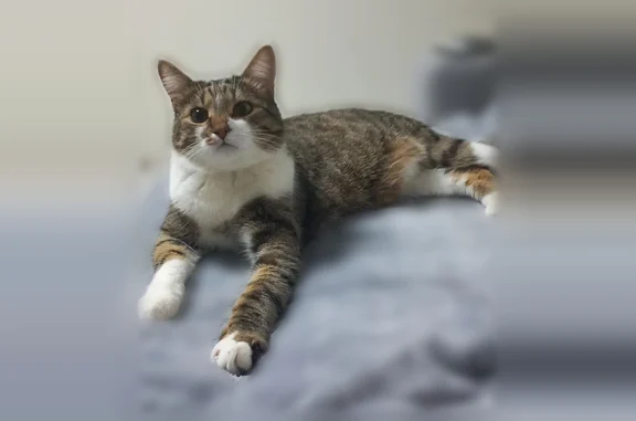 Пропала кошка, Грязи, Вагонная, д. 5, Грязи — коричнево-рыжий котик с белой грудкой, животом и лапками - photo