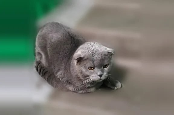 Объявления о пропавших и найденных животных, Нижний Тагил, фото: Найден кот, Нижний Тагил, Фрунзе — крупный серый скоттиш-фолд