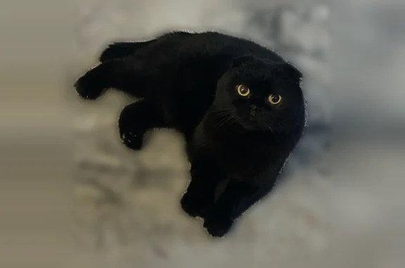 Пропала кошка, Село Отрадное — чёрный вислоухий взрослый кот - photo