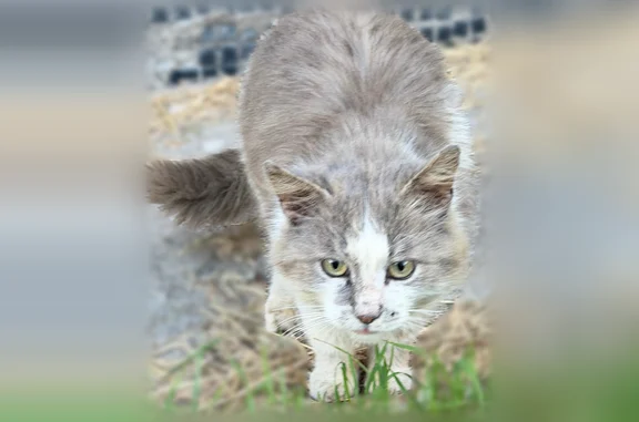 Найденные животные Тула, фото: Найдена кошка, Тула, Пузакова, д. 3 — в положении, у магазина «Верный»