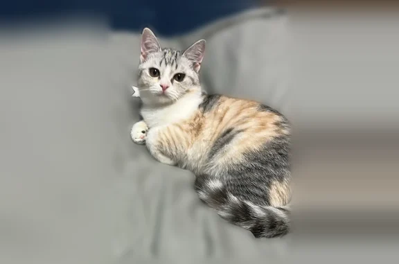 Пропала кошка, Елец, Костенко, д. 58А — пятнистая, белая шерсть - photo