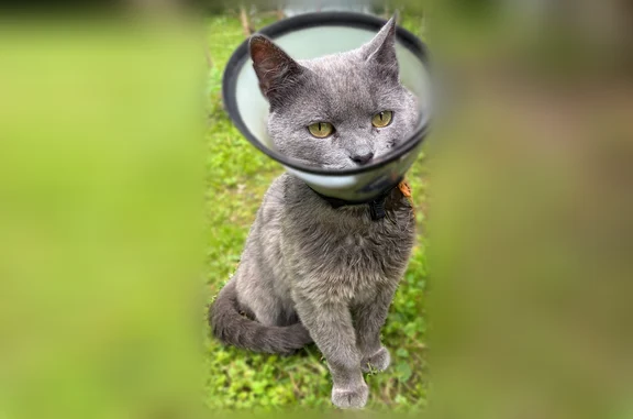 Найдена кошка, Садовое товарищество Водник (г Химки), д. 63, Химки — серо-голубая, с ранениями на шее - photo