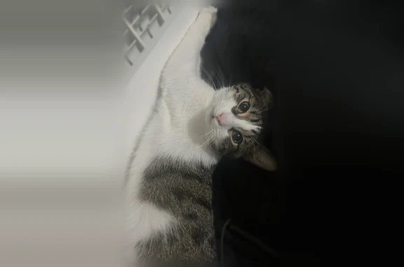 Пропала кошка, Элиста, 1, Элиста — зелёные глаза, розовые подушечки лап, чёрные полосочки на хвосте - photo
