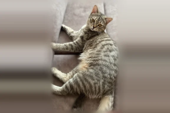 Пропала кошка, Липовая, Тамбов — кастрированный крупный кот «Смуз» - photo