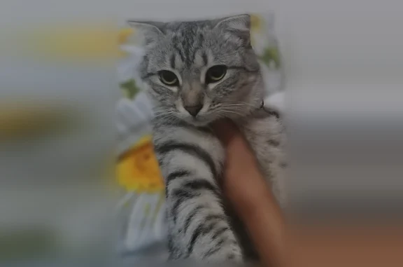 Пропала кошка, Шахты, Савицкого, д. 1, Шахты — светло-серая с полосками - photo
