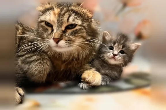 Пропала кошка, Деревня Кузнецы (г Павловский Посад), Новая, Павловский Посад — цветная, недавно родила котят - photo