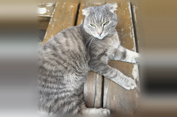 Найдена кошка, Томск, фото: Найдена кошка, Томск, Усова, д. 3 — очень ласковая, похожа на кота