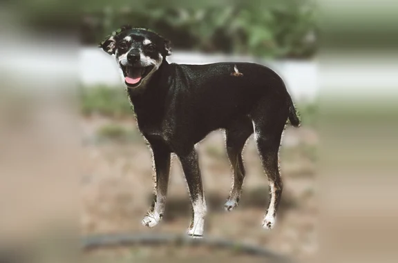 Пропала собака, Село Курьи, Курьи — чёрный окрас с белыми пятнами на морде, лапах и груди - photo