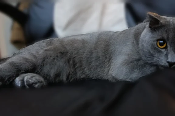 Пропала кошка, Барнаул, Воровского, Барнаул — короткошерстная, плотная, коренастая - photo