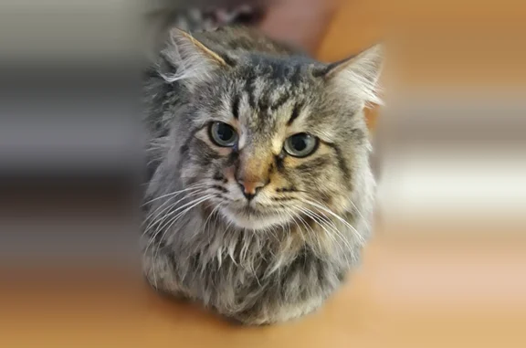 Пропала кошка, Халтурина, Стерлитамак — тигровый окрас, 12 лет - photo