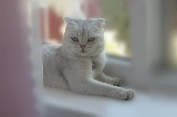 Пропала кошка, Красноармейская, Сочи - photo