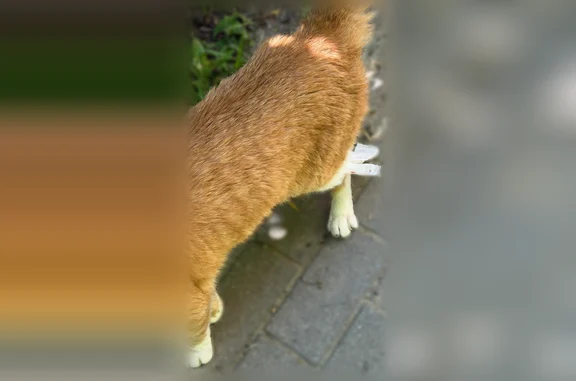 Найдена кошка, Калининград, фото: Найдена кошка, Стрелецкая, Калининград — сзади на задней ножке завязан бинт