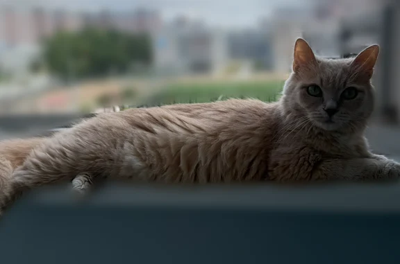 Пропала кошка, им. Котовского, д. 84, Краснодар — светло-рыжая, пугливая - photo