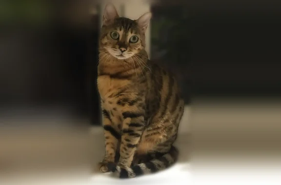 Пропала кошка — бенгальский кот, Липецк - photo