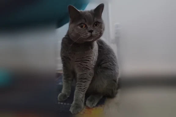 Найдена кошка, Краснодар, фото: Найдена кошка, Краснодар, им. Петра Метальникова, д. 11 — домашняя, ходит в лоток