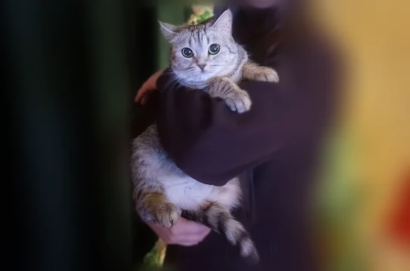 Пропала кошка, Иваново — серая в полоску, плотная, осторожная - photo