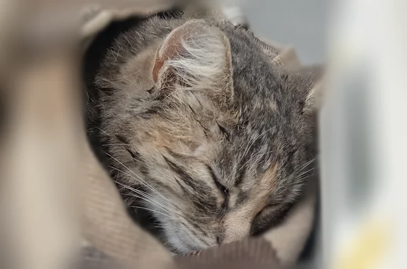 Найдена кошка, Верхняя Пышма, фото: Найдена кошка, Верхняя Пышма, Свердлова, д. 1а, Верхняя Пышма — сбита, сейчас в ветклинике