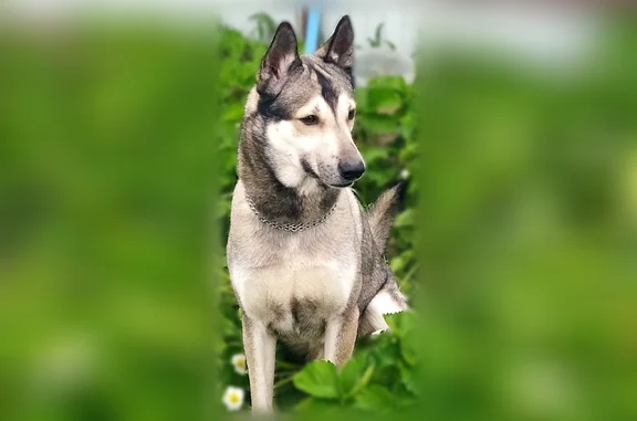 Пропала собака, Строитель — серый окрас, 7 лет, с металлической цепочкой - photo