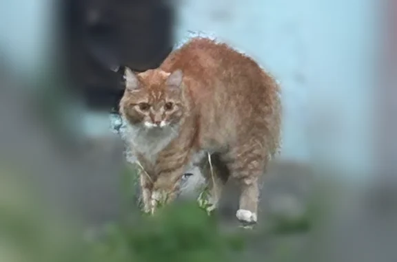 Найденные животные Красноярск, фото: Найдена кошка, Красноярск, Академика Павлова — контактная