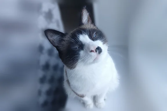 Пропала кошка, Рудная, д. 29, Норильск — кот Кадзума, очень пугливый - photo