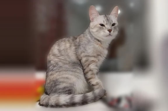 Пропала кошка, Энгельс — кличка Муся, серый полосатый окрас - photo