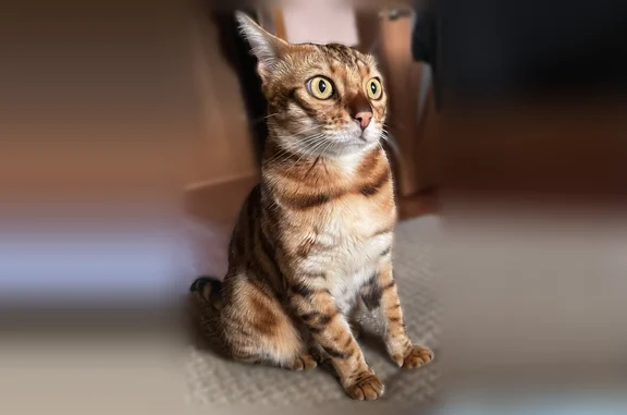Пропала кошка, Великий Устюг, Кирова, д. 96 — короткое тело - photo