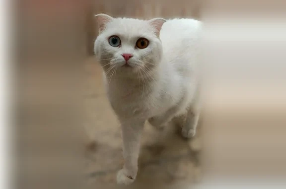 Найденные животные Ставрополь, фото: Найдена кошка, Ставрополь, Тухачевского, д. 26/6, Ставрополь — свалилась под карниз окна на цокольном этаже