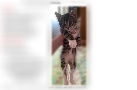 Пропала кошка, Чудовская, д. 2а, Великий Новгород — полосатый котёнок, 3 месяца - photo