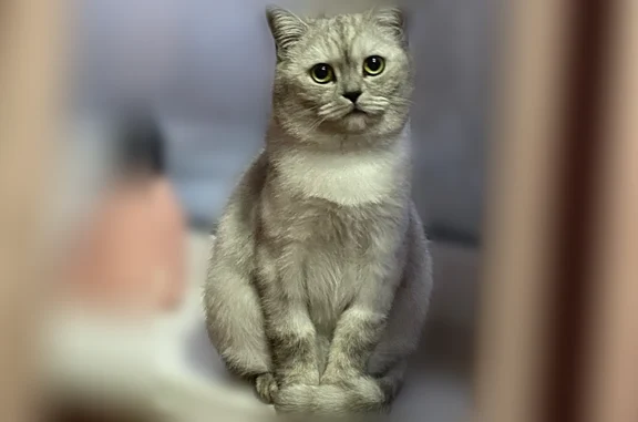 Пропала кошка, Шумерля, Щербакова, д. 16 — серая, шотландская прямоухая, зелёные глаза - photo