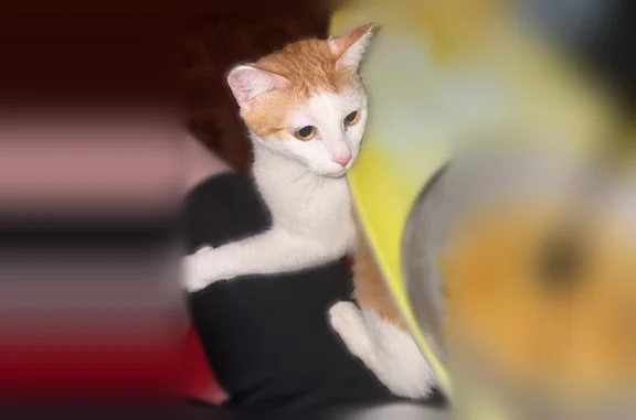 Объявления о пропавших и найденных животных, Североморск, фото: Пропала кошка, Североморск, Сгибнева, д. 10, Североморск — рыже-белая кошечка